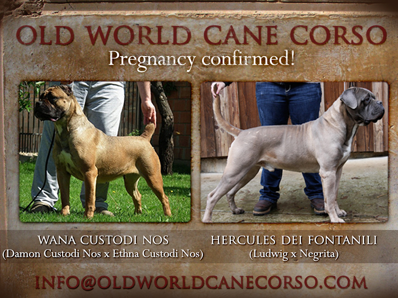 cane corso puppies for sale old world 